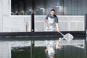  Bei der Ernte werden die Shrimps von einem Mitarbeiter mit einem Kescher aus dem Becken geholt und in einen Behälter mit eiskaltem Wasser gegeben. In ihren Becken herrscht eine Wassertemperatur von 28 °C, im Behälter ist Salzwasser mit minus 4 °C. Durch diesen Prozess werden die Shrimps schockgekühlt. 