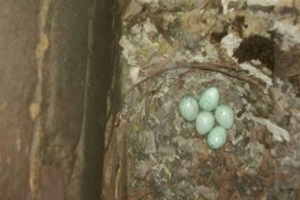  Vogelnest im Schornstein. 