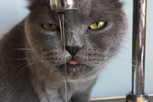 Katzenfotos ziehen immer: Hier ein Kater mit der Vorliebe für das Trinken direkt aus dem Wasserhahn 
