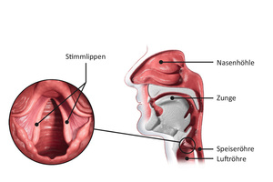  Darstellung des Nasen- und Rachenraums mit den für die Sprachbildung relevanten Details. 