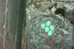  Eier im SchornsteinVogelnest mit Eiern im Abgasschornstein 