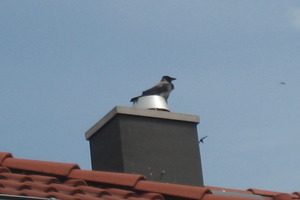  AussichtspunktLebende Vögel nutzen Schornsteine gerne als Aussichtspunkt - die Abgase werden ihnen aber manchmal zum Verhängnis 